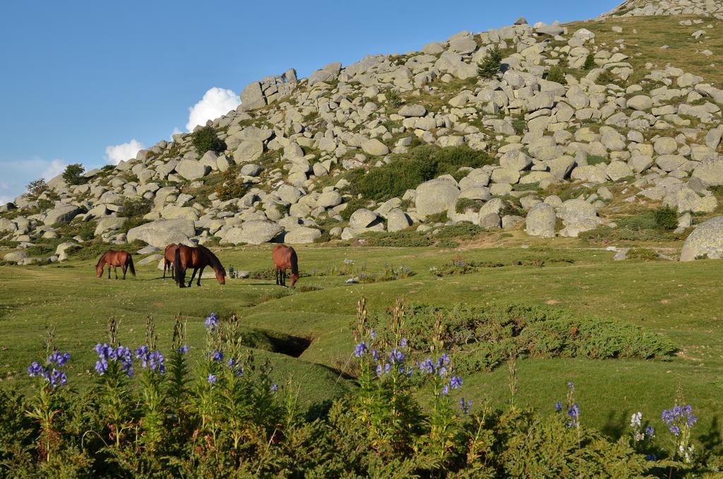Gite Du Chalet Pietri Olivese Экстерьер фото
